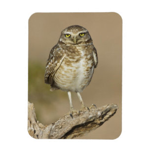 Burrowing Owl on a Cholla Rib Magnet