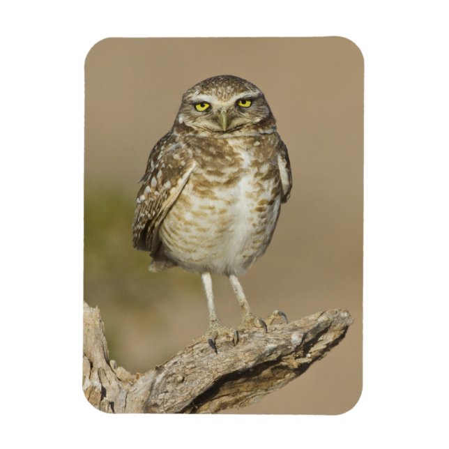 Burrowing Owl on a Cholla Rib Magnet (Vertical)