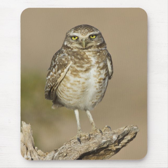 Burrowing Owl on a Cholla Rib Mouse Pad (Front)