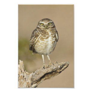 Burrowing Owl on a Cholla Rib Photo Print