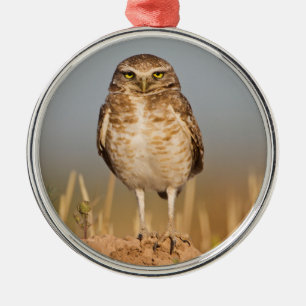 Burrowing owl on a dirt mound metal ornament