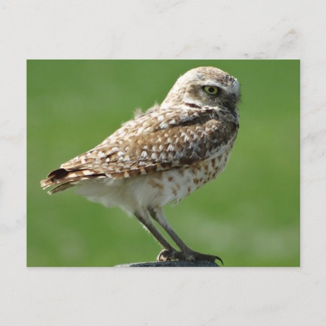 Burrowing Owl Postcard (Front)