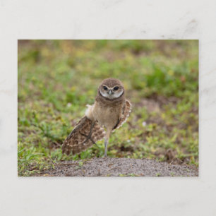 Burrowing Owl yoga stretch in Florida Postcard