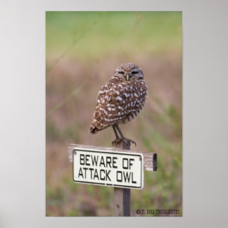 Burrowing Owls 05-09 011 Poster