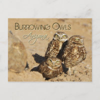Burrowing owls, Arizona