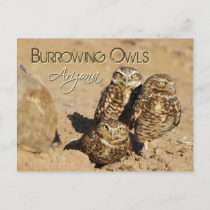 Burrowing owls, Arizona Postcard