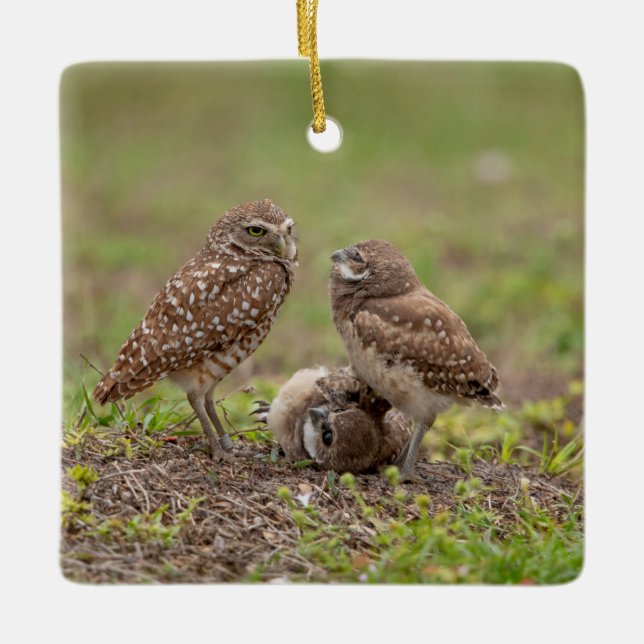 Burrowing Owls Ceramic Ornament (Front)