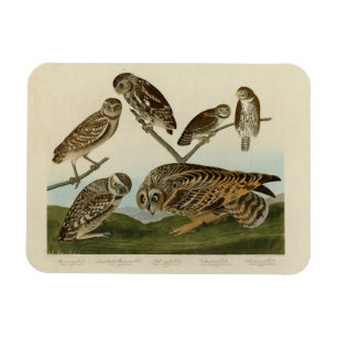 Burrowing Owls - from Audubon's Birds of America Magnet