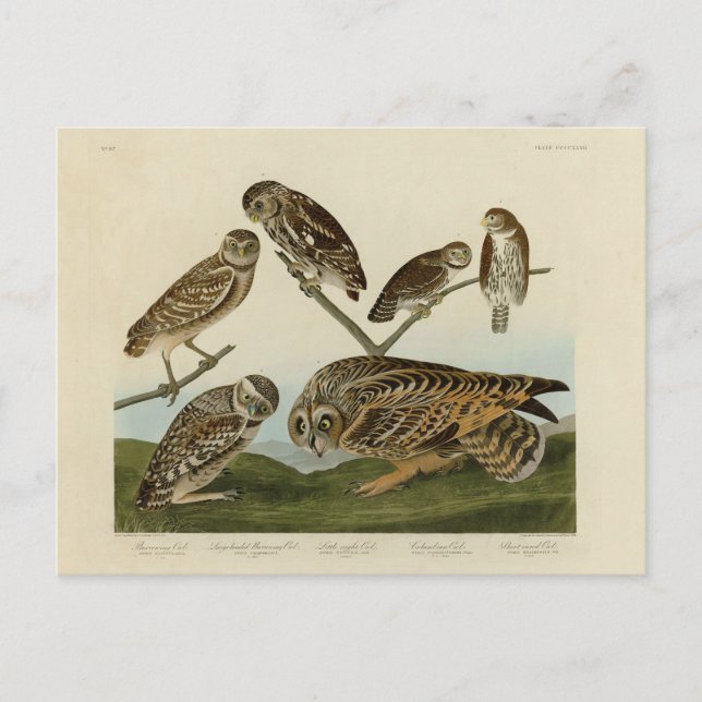 Burrowing Owls - from Audubon's Birds of America Postcard (Front)