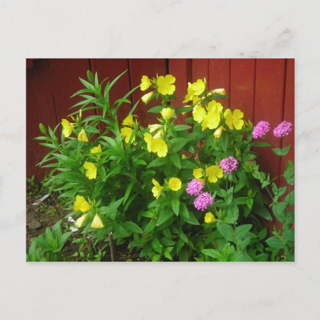 burst of yellow, touch of pink postcard (Front)