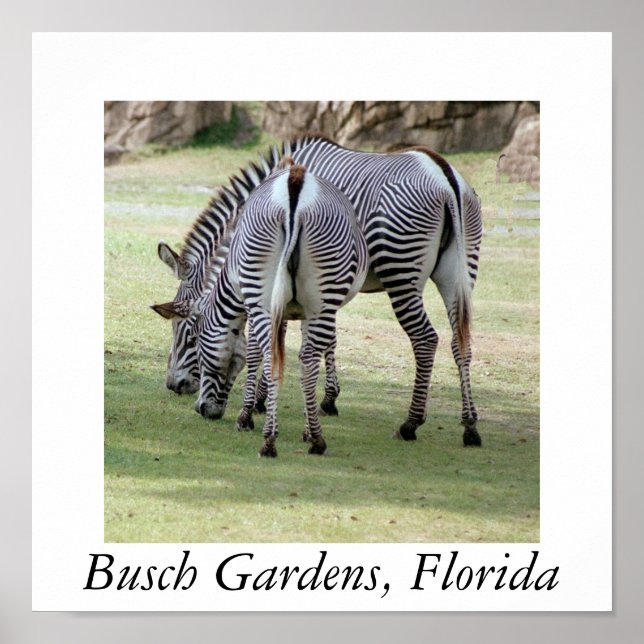 Busch Gardens, Florida Poster (Front)