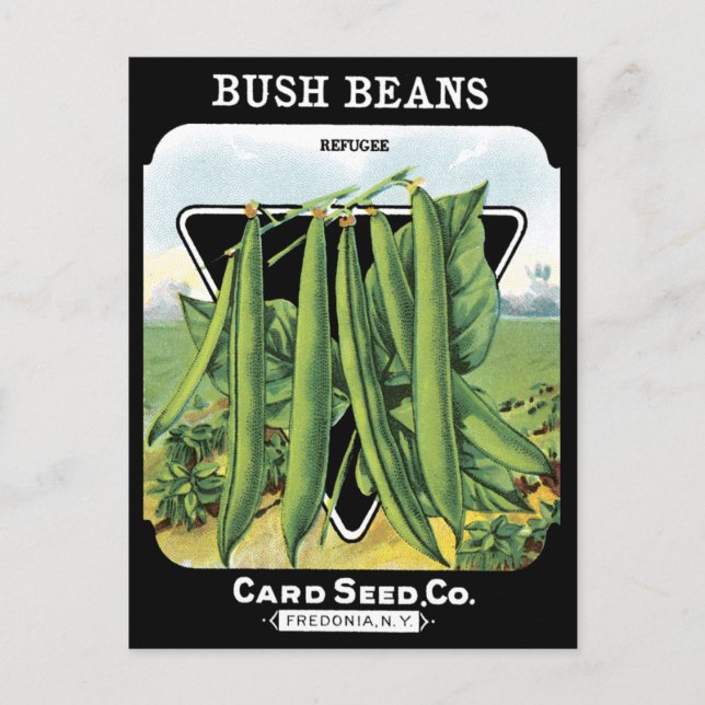 Bush Beans Seed Pack Vegetable Garden Black NY Postcard (Front)