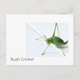Bush Cricket Postcatrd Postcard