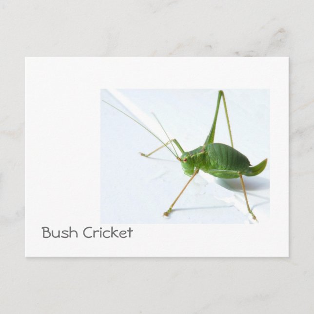 Bush Cricket Postcatrd Postcard (Front)