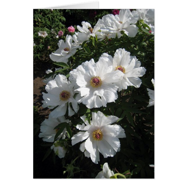 Bush of White Peonies (Front)