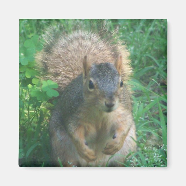 bushy tail magnet (Front)