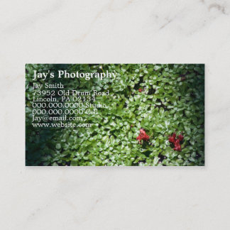Business Cards For Photographers