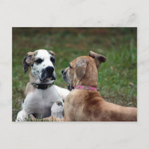 buster and jade 3 postcard