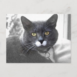 Buster postcard