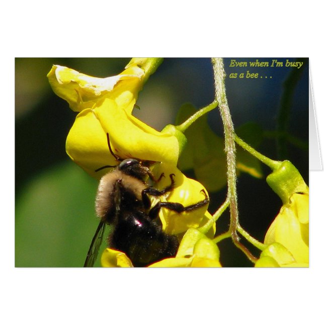 Busy as a Bee (Front Horizontal)