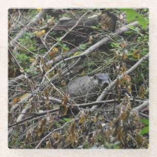 Busy Beaver Glass Coaster