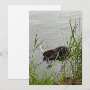 Busy Beaver Holiday Card