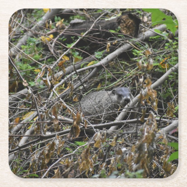 Busy Beaver Square Paper Coaster (Front)
