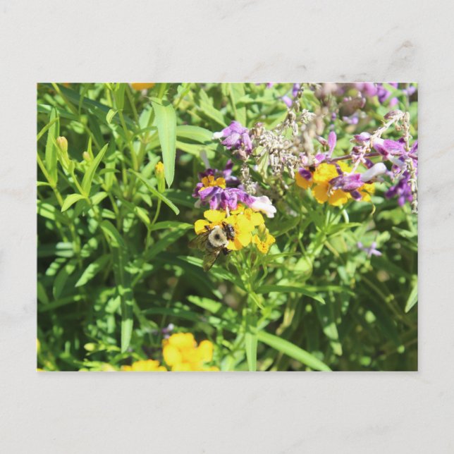 Busy Bee # 3 Postcard (Front)