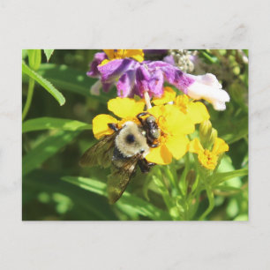 Busy Bee # 4 Postcard