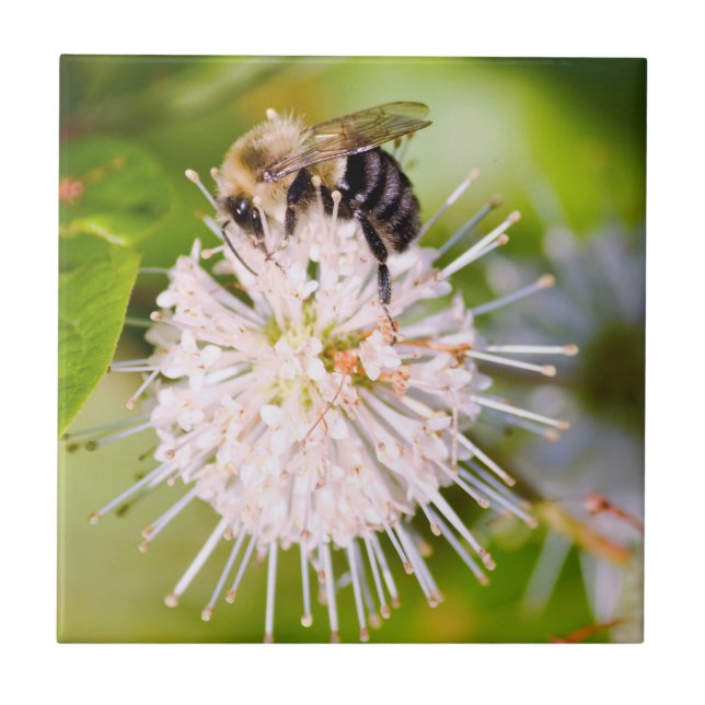 Busy Bee Ceramic Tile (Front)