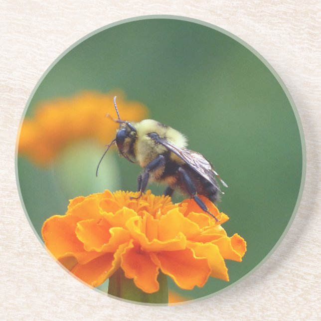 Busy Bee Coaster (Front)