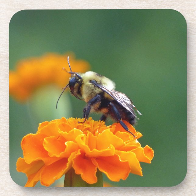 Busy Bee Coaster (Front)