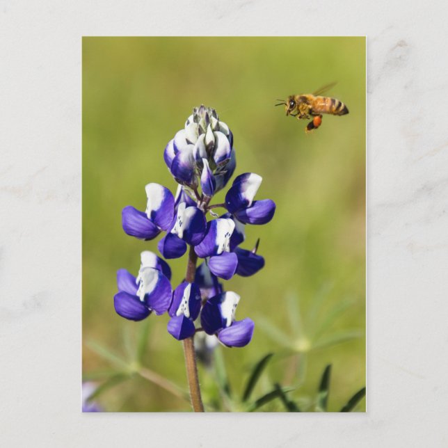 Busy Bee Contemplating a Wild Lupin Flower Postcard (Front)