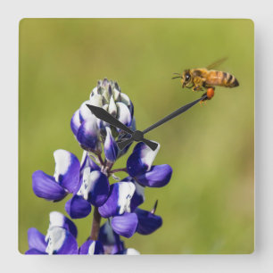 Busy Bee Contemplating a Wild Lupine Flower Square Wall Clock