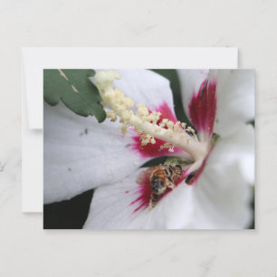 Busy Bee Hibiscus Pollen Party Postcard