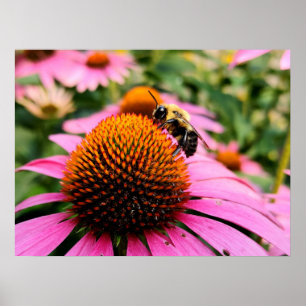 Busy Bee on a Purple Coneflower Poster