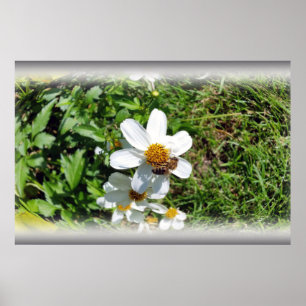 busy bee on white flower poster