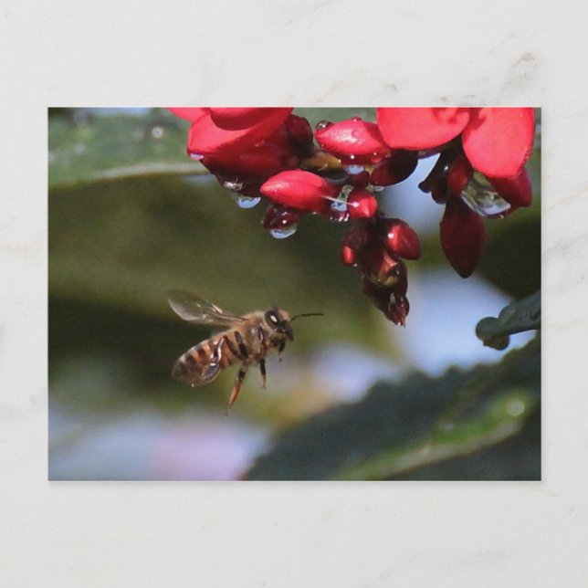 Busy Bee Postcard (Front)