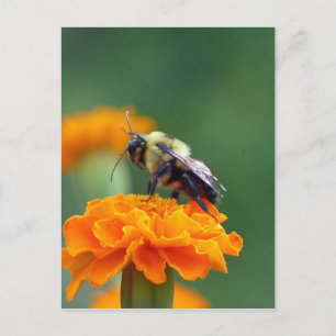 Busy Bee Postcard