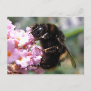 Busy Bumblebee and Pink Flowers Postcard