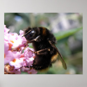 Busy Bumblebee and Pink Flowers Print