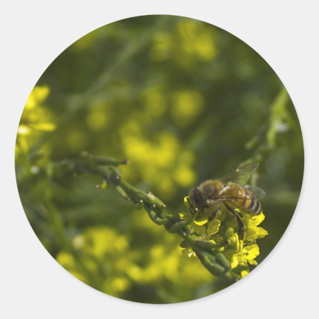 Busy Busy Bee Classic Round Sticker (Front)