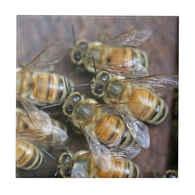 Busy honey bees ceramic tile (Front)