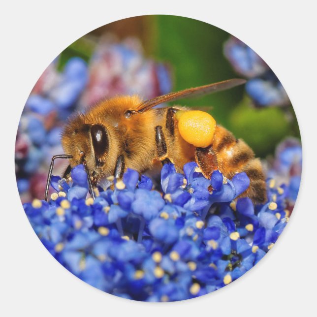 Busy Honeybee on the California Lilac Classic Round Sticker (Front)