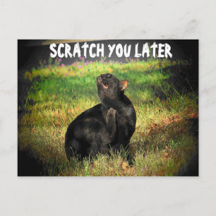 Busy Right Meow? Scratch you later Postcard