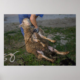 Busy Sheep Shearer Poster