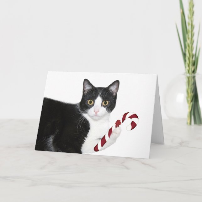 But I wanted catnip! Holiday Card (Front)