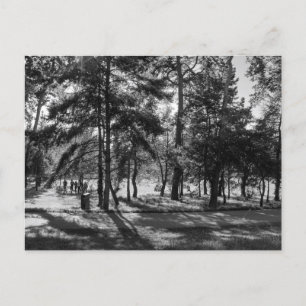 Bute Park on a Summer Afternoon. Cardiff Wales. Postcard