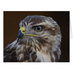 Buteo buteo