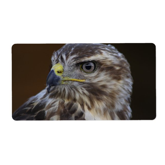 Buteo buteo (Front)